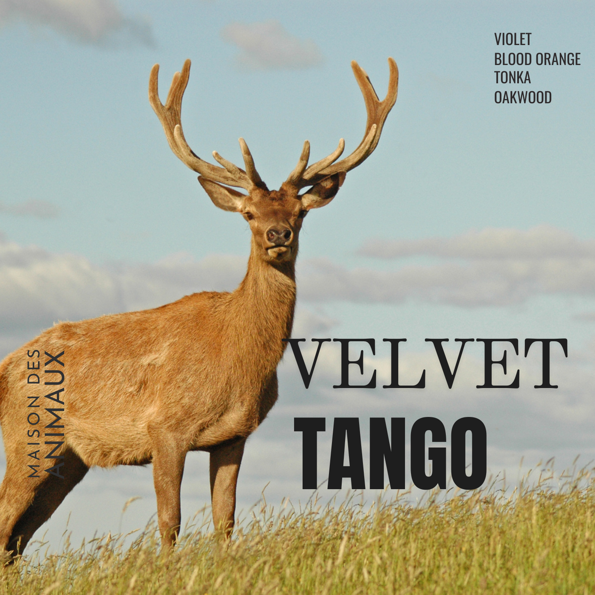 VELVET TANGO